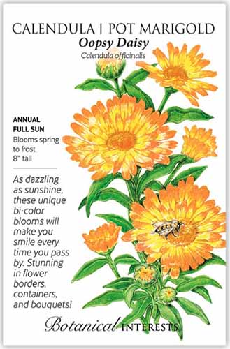 A close up vertical image of a seed packet of 'Oopsy Daisy' pot marigolds with text to the left of the frame and a hand-drawn illustration to the right.