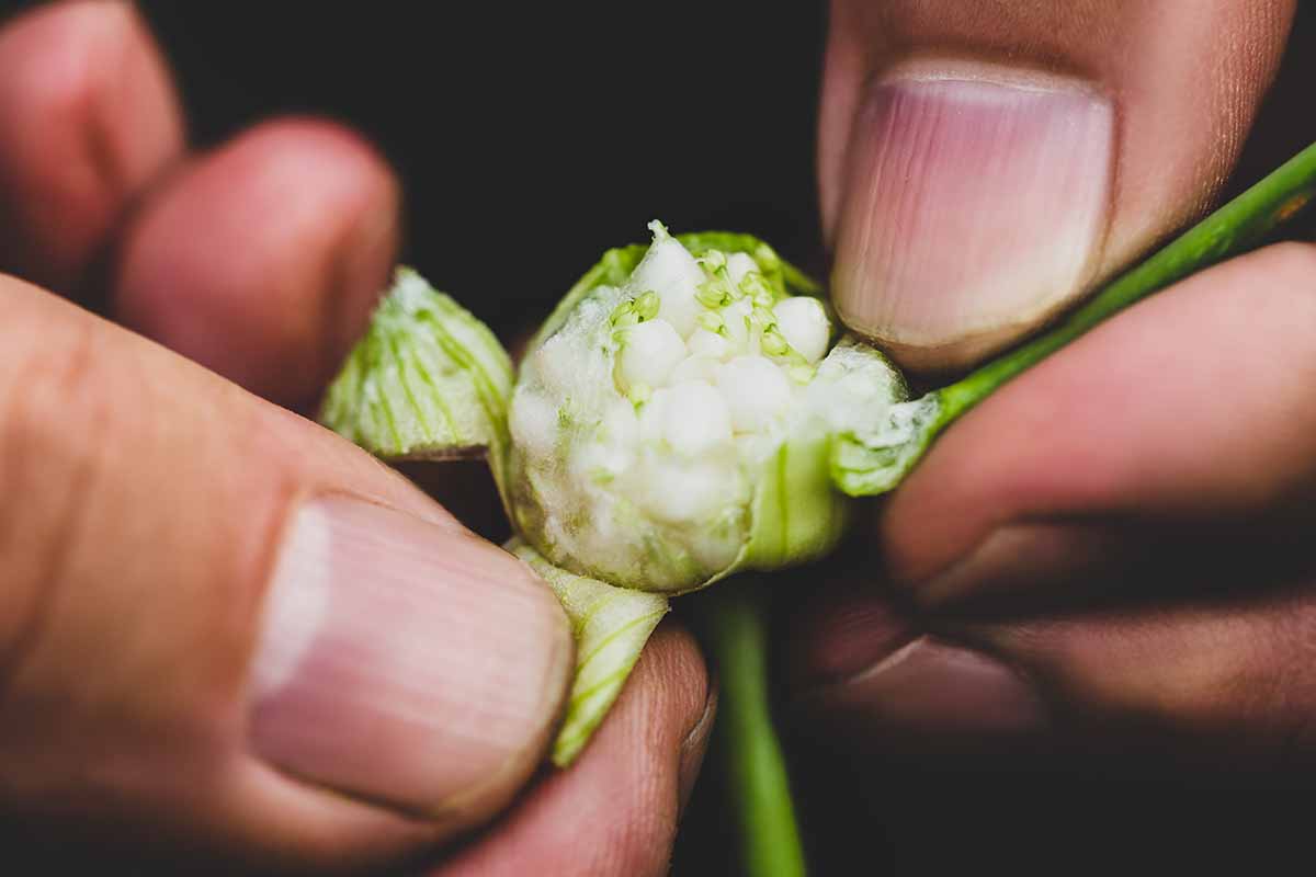 A close up horizontal image of human hands opening up a flower to reveal the bulbils.