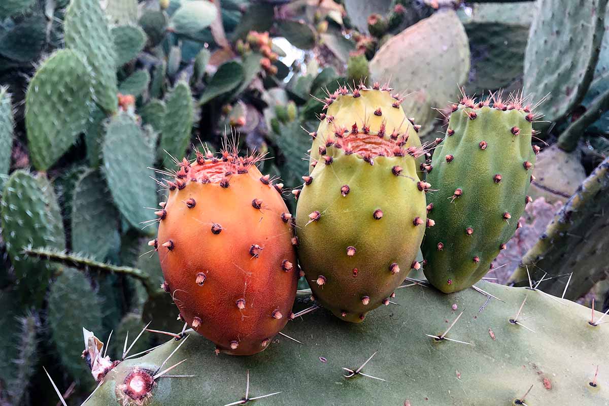 A close up horizontal image of a cactus with prickly pear fruits developing.