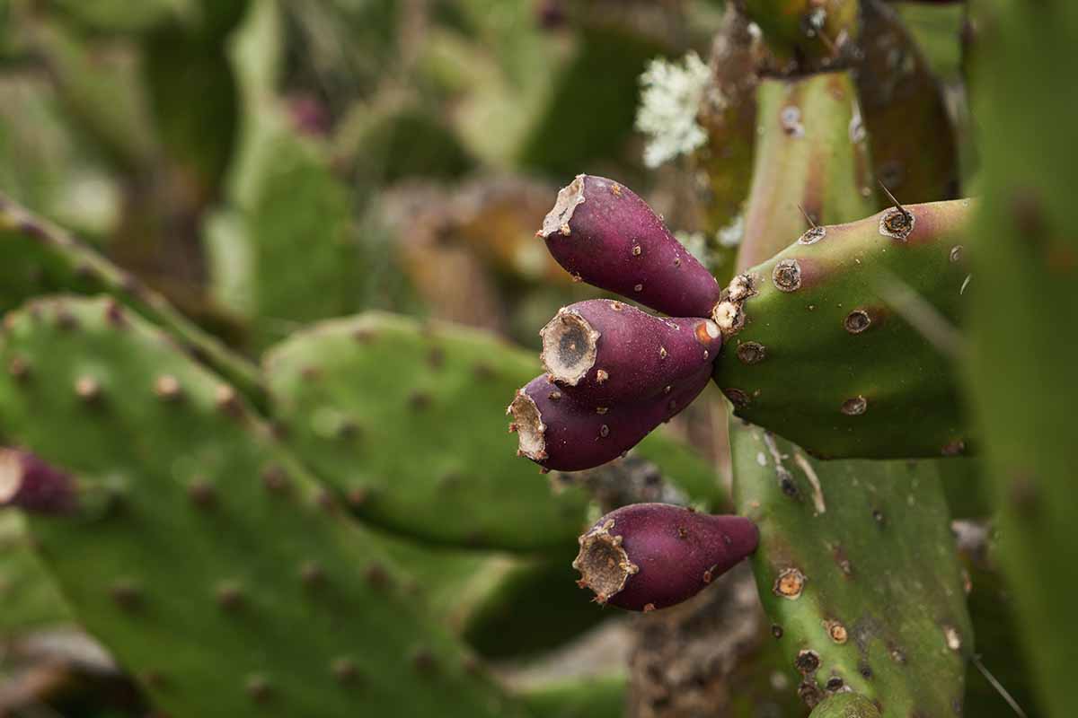 A close up horizontal image of an Opuntia cactus with fruits developing.