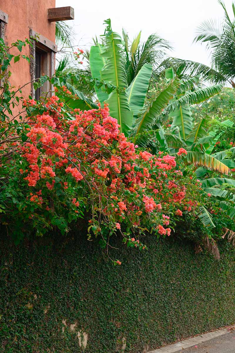 A vertical image of a tropical garden with banana plants and bougainvillea cascading over a wall.