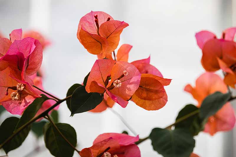 A close up horizontal image of orange bougainvillea flowers pictured on a white background.