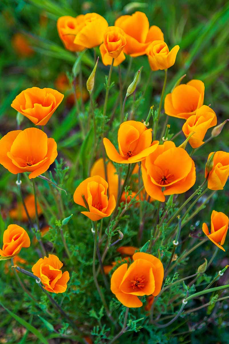 A vertical image of bright orange California poppy flowers pictured on a soft focus background.