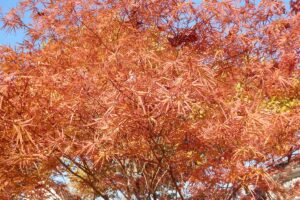 A close up horizontal image of the bright orange foliage of a Japanese maple tree growing in the garden pictured in bright sunshine.