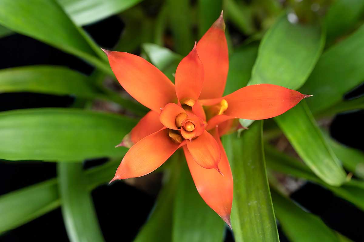 A close up horizontal image of an orange bromeliad flower growing in the garden.