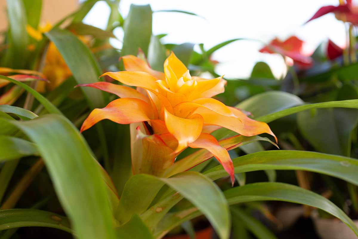 A close up horizontal image of a bromeliad plant with a bright orange flower.