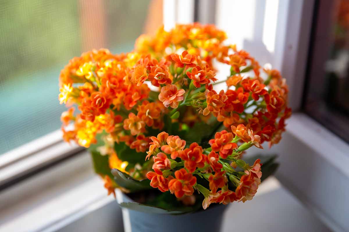 A close up horizontal image of an orange kalanchoe plant growing in a pot set on a windowsill.