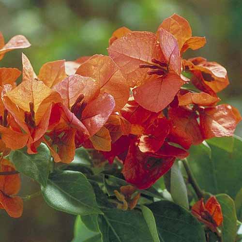 A close up square image of the orange flowers of 'Orange King' bougainvillea pictured on a soft focus background.