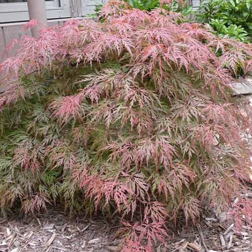 A close up square image of Acer palmatum 'Orangeola' growing in the garden.