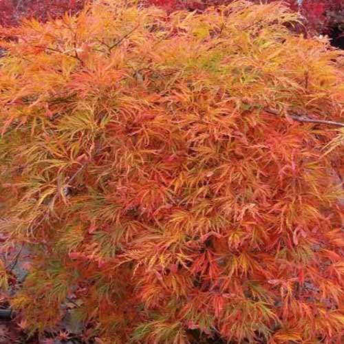 A close up square image of the foliage of Acer palmatum 'Orangeola' growing in the garden.