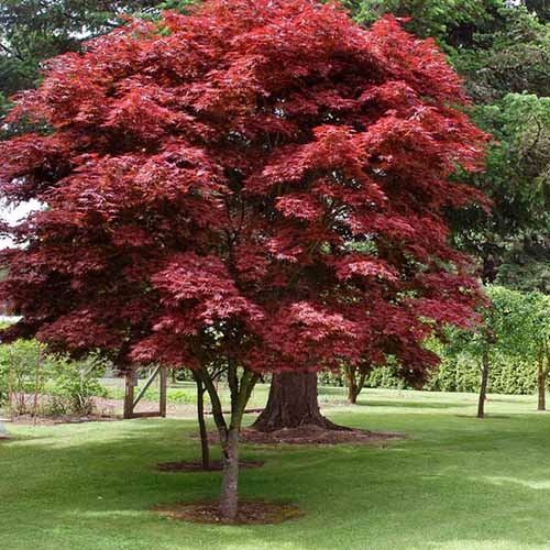 A square image of Acer palmatum 'Oregon Sunset' growing in a park.