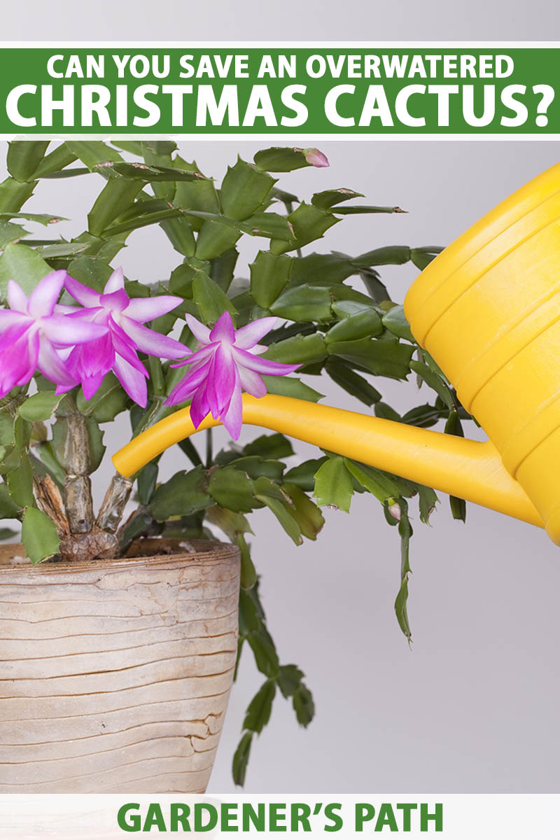 A close up vertical image of a yellow watering can irrigating a Christmas cactus that is in full bloom. To the top and bottom of the frame is green and white printed text.