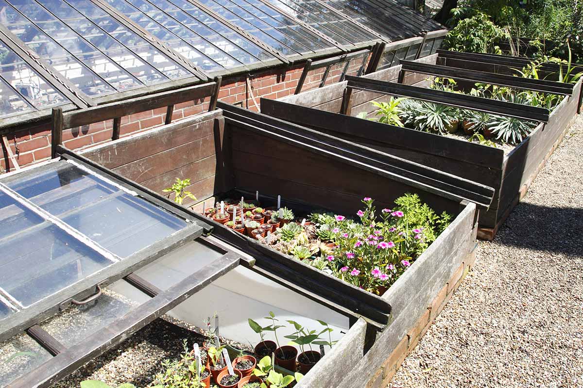 A horizontal image of a number of cold frames made from brick and wood outside a greenhouse.
