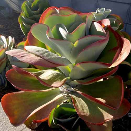 A square image of a Kalanchoe paddle plant growing in a pot.