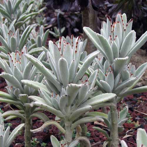 How to Grow and Care for Kalanchoe   Gardener s Path - 61