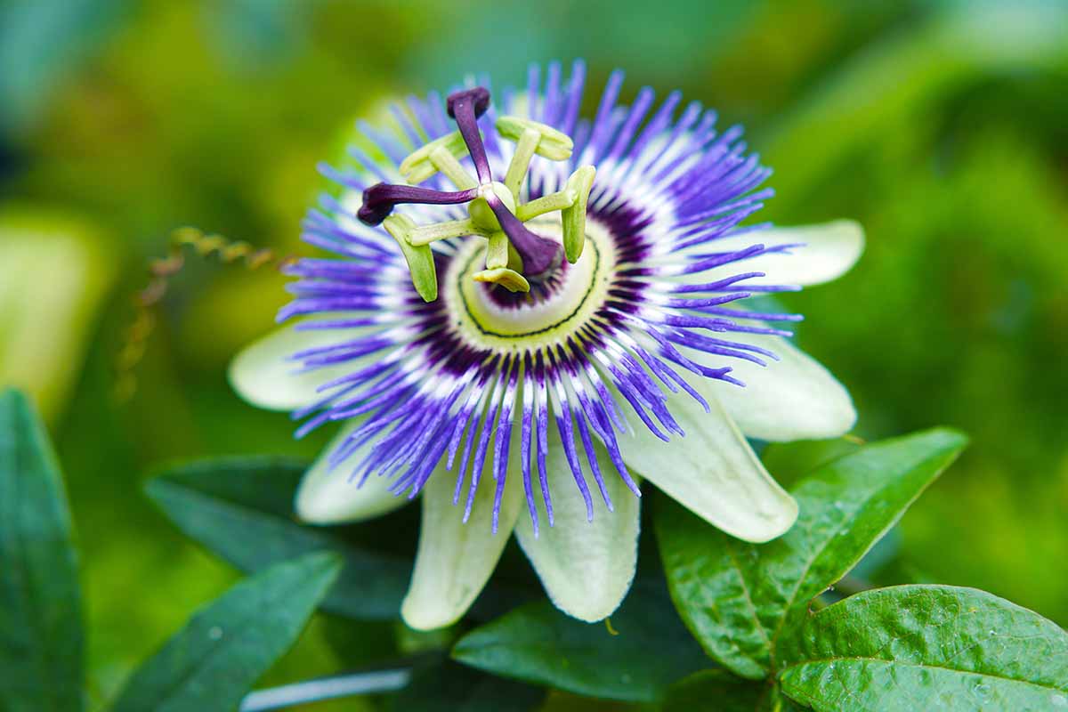 A close up horizontal image of a passionflower growing in the garden pictured on a soft focus background.