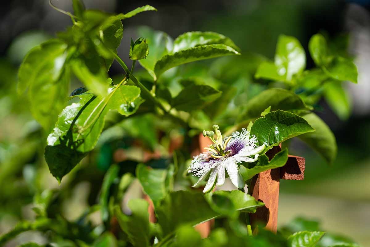 A close up horizontal image of a vining Passiflora growing on a wooden trellis pictured on a soft focus background.