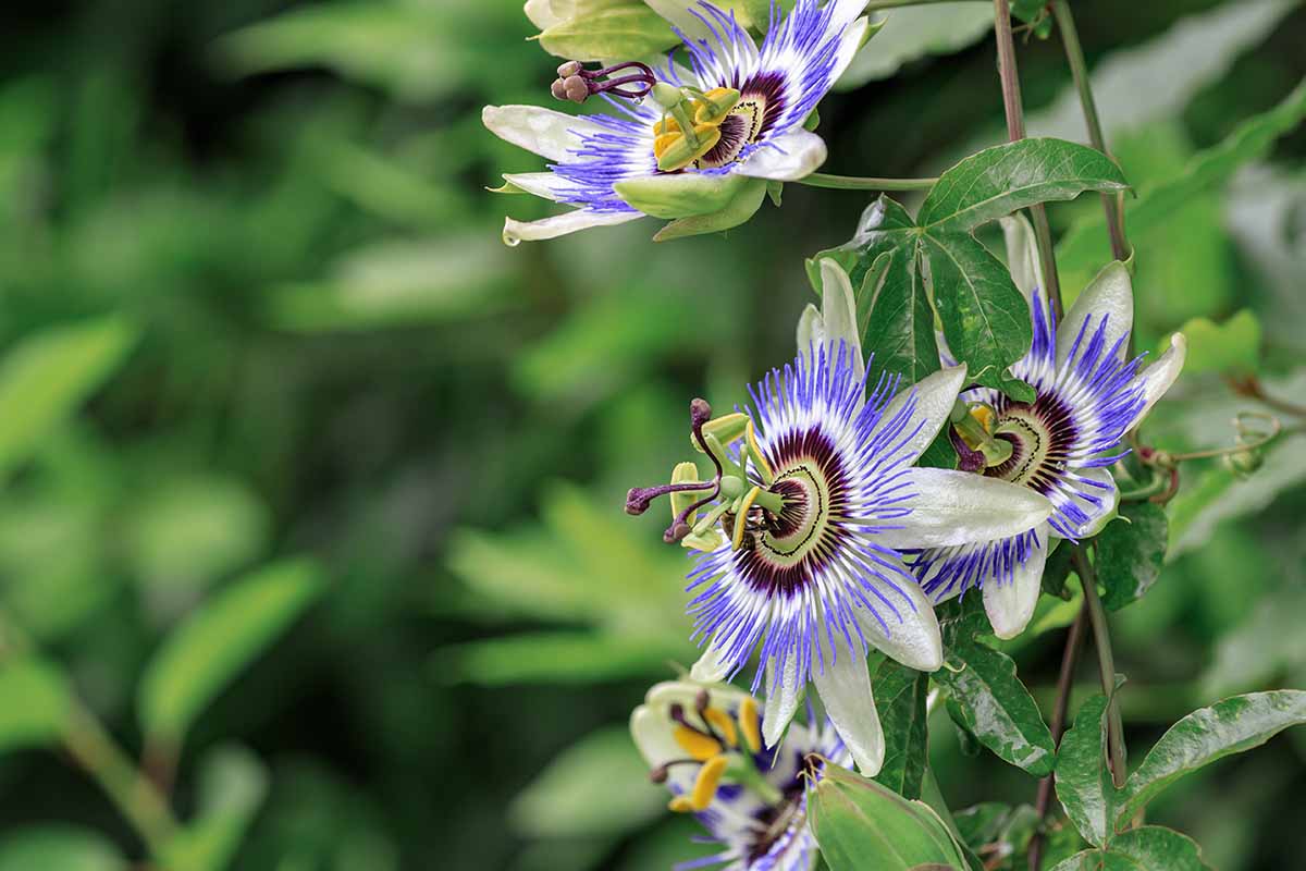 A close up horizontal image of a Passiflora vine in full bloom pictured on a soft focus background.
