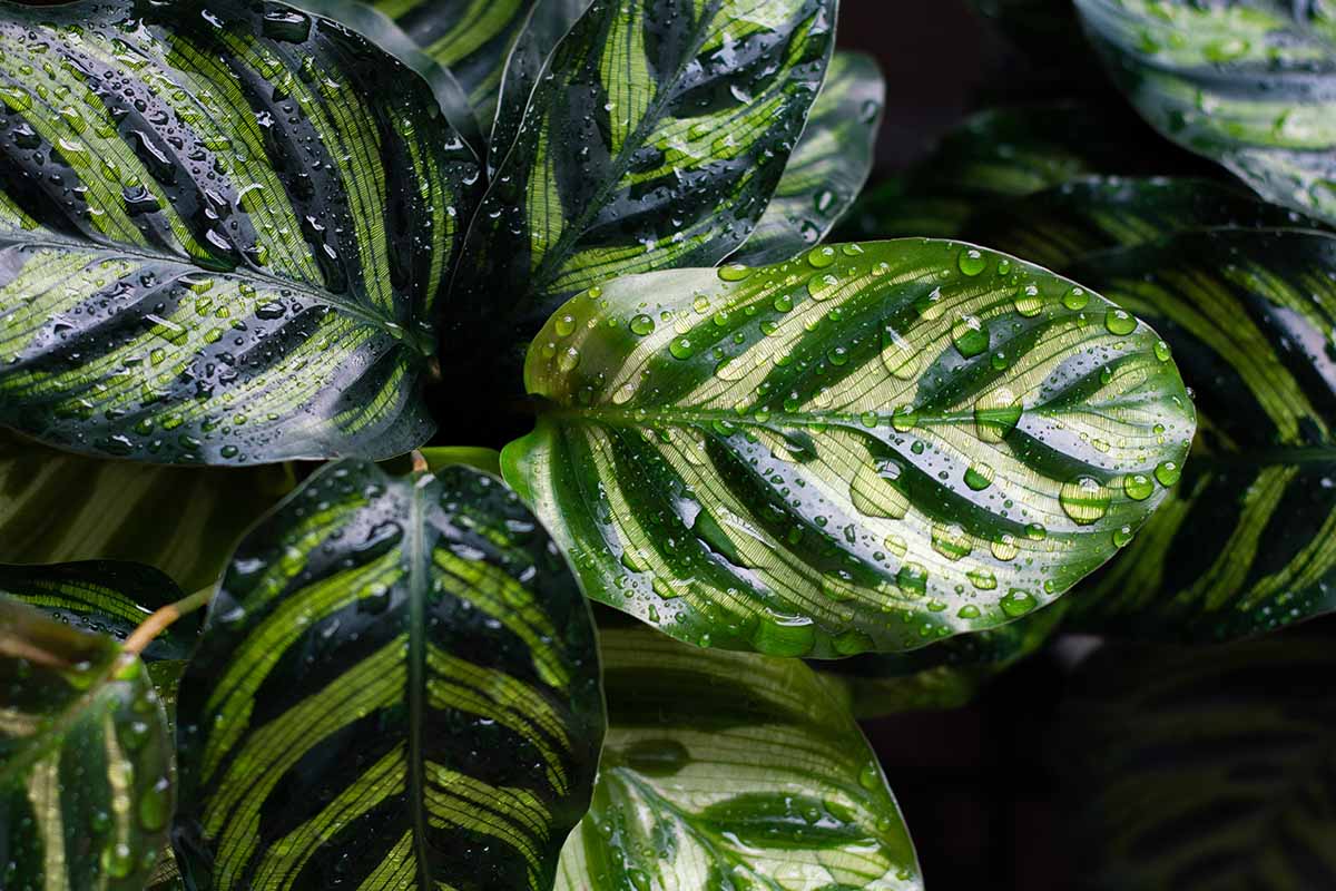 How to Grow and Care for Calathea Peacock Plants | Gardener's Path