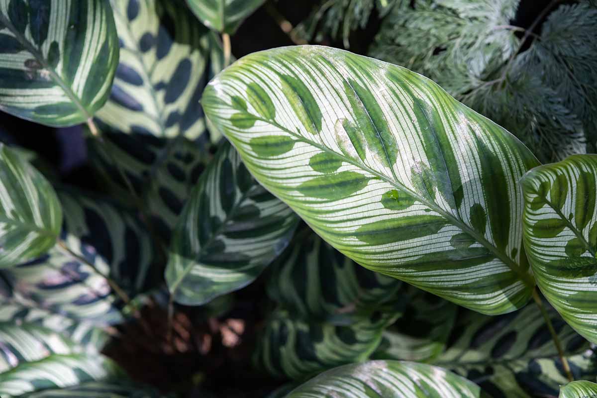 A close up horizontal image of the foliage of a peacock plant fading to soft focus in the background.