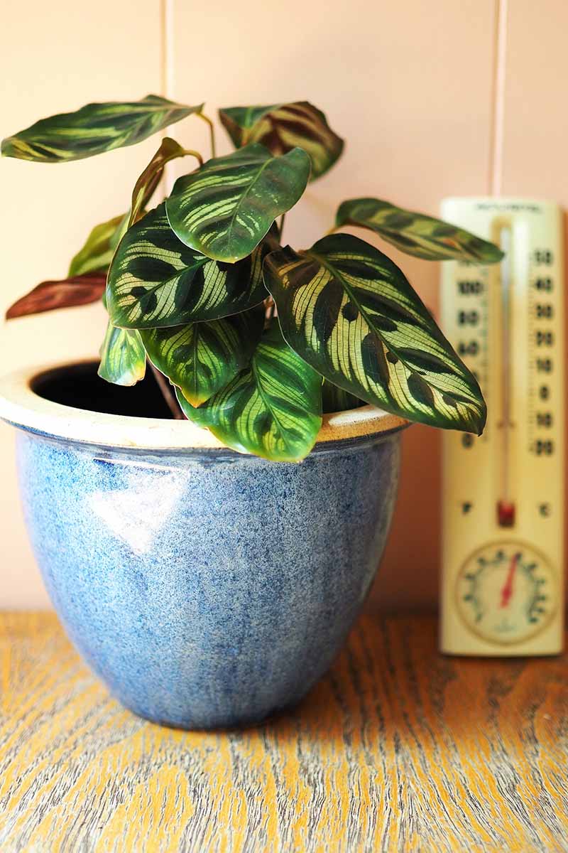 A close up vertical image of a peacock plant in a blue glazed pot with a thermometer behind it.