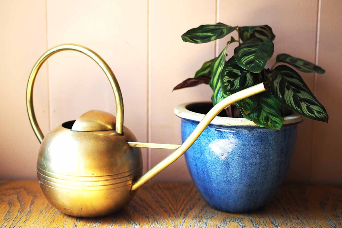 A close up horizontal image of a peacock plant in a blue ceramic container set on a wooden surface with a brass watering can to the right of the frame.