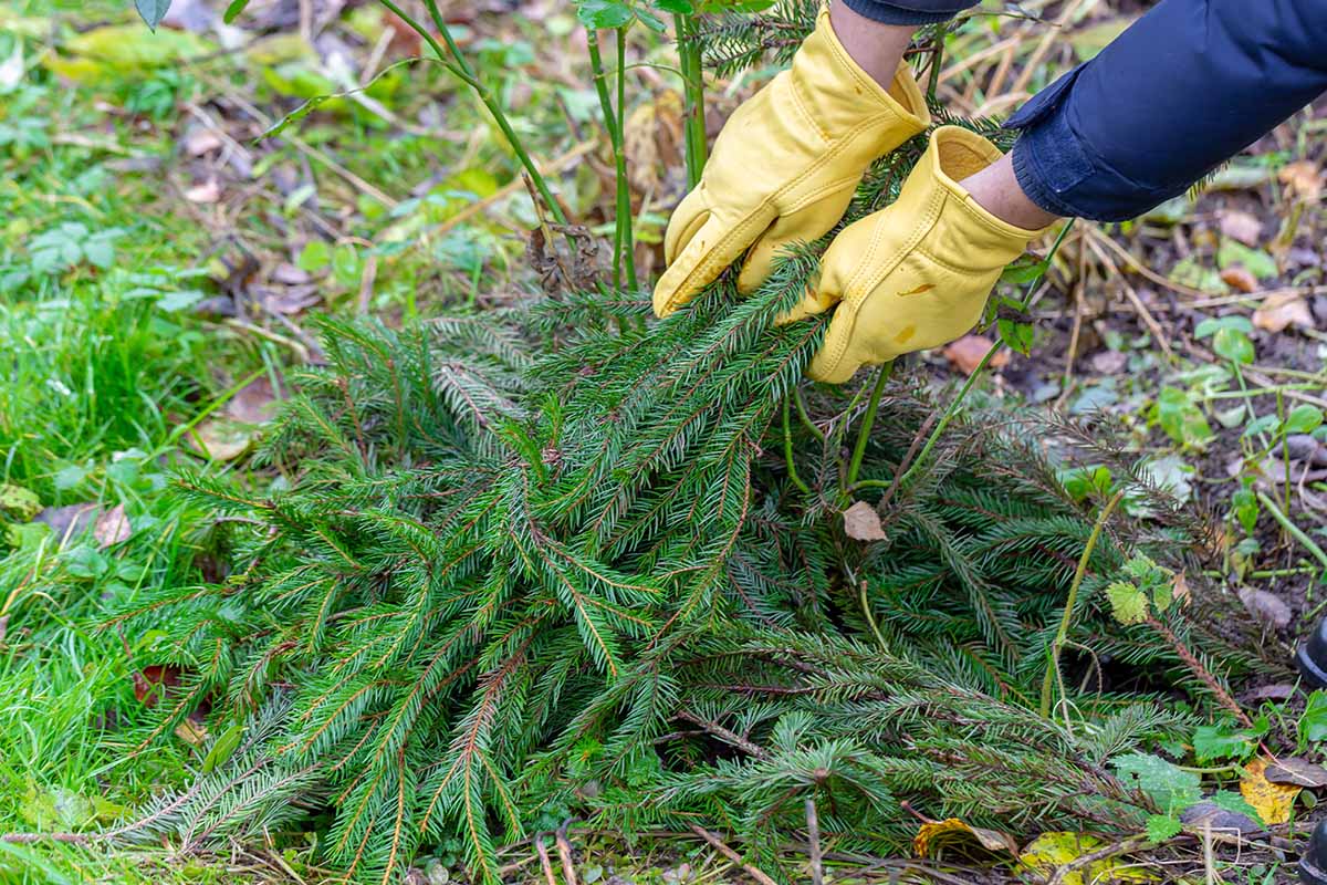 A close up horizontal image of a gardener applying spruce branches around a plant for winter protection.