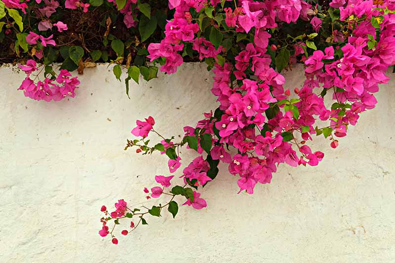 A close up horizontal image of pink bougainvillea cascading over a white wall.