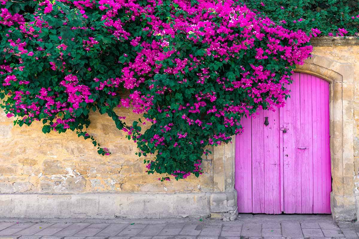 A horizontal image of pink bougainvillea cascading over a stone wall with a pink doorway to the right of the frame.