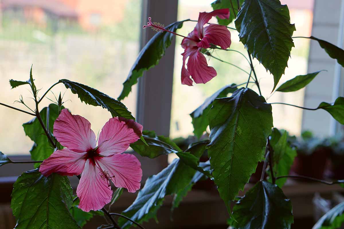 A close up horizontal image of a pink tropical hibiscus plant growing indoors with a window in the background.