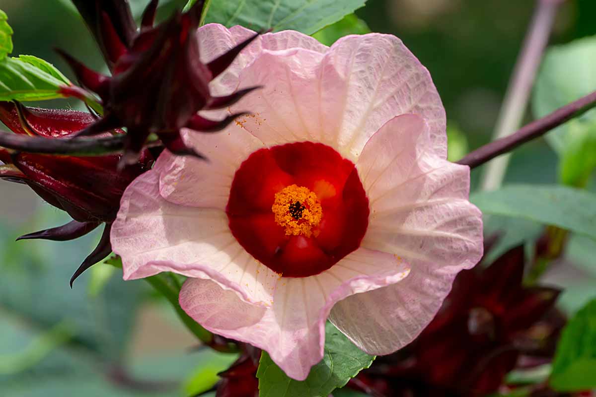 A close up horizontal image of a pink Hibiscus sabdariffa flower growing in the garden pictured on a soft focus background.