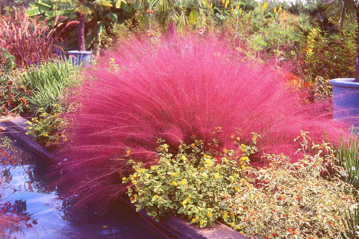 A horizontal image of bright pink muhly grass growing in a garden border.