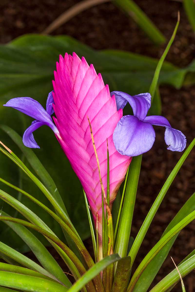A close up vertical image of the bright pink and purple flower of a pink quill (Tillandsia cyanea) growing in the garden.