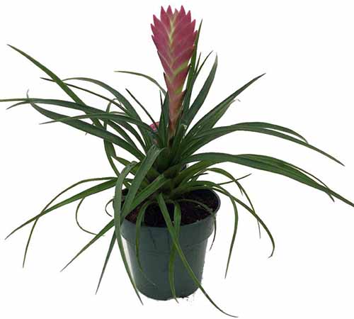 A close up of a pink quill plant growing in a small pot isolated on a white background.
