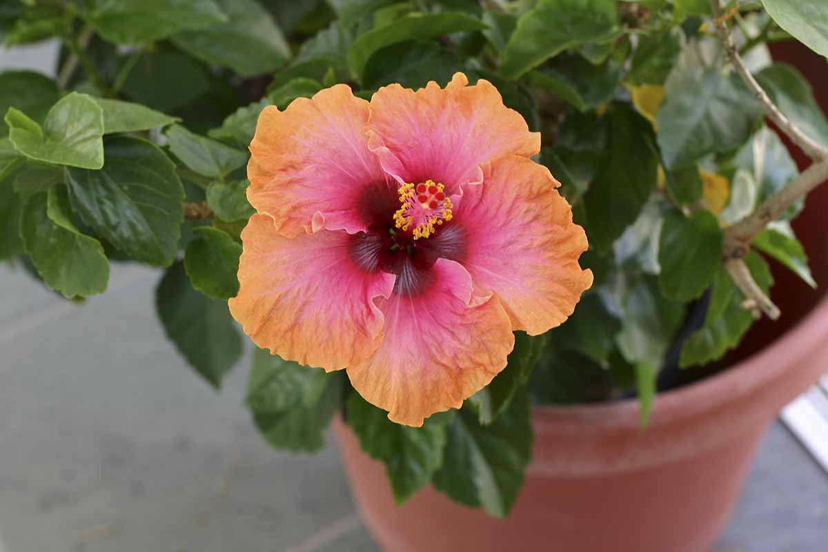 A close up horizontal image of a pink and orange vibrant tropical hibiscus flower growing in a pot set on a concrete surface.