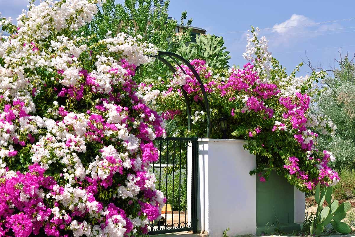 A horizontal image of pink and white bougainvillea growing over a fence pictured in bright sunshine on a blue sky background.