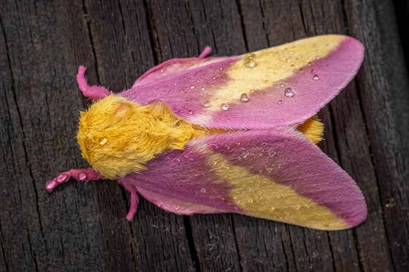 A close up of a pink and yellow furry moth on a wooden surface.