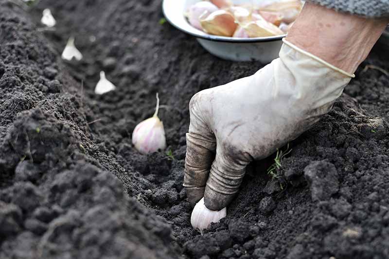 A close up horizontal image of a gardener's hand planting out garlic cloves in a furrow in the vegetable garden.