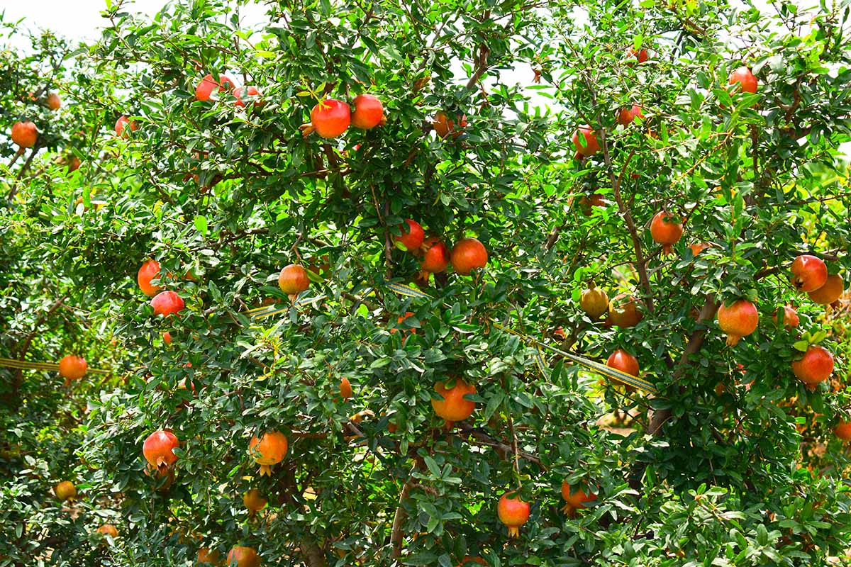 A close up horizontal image of a large pomegranate tree laden with fruit growing in the backyard.