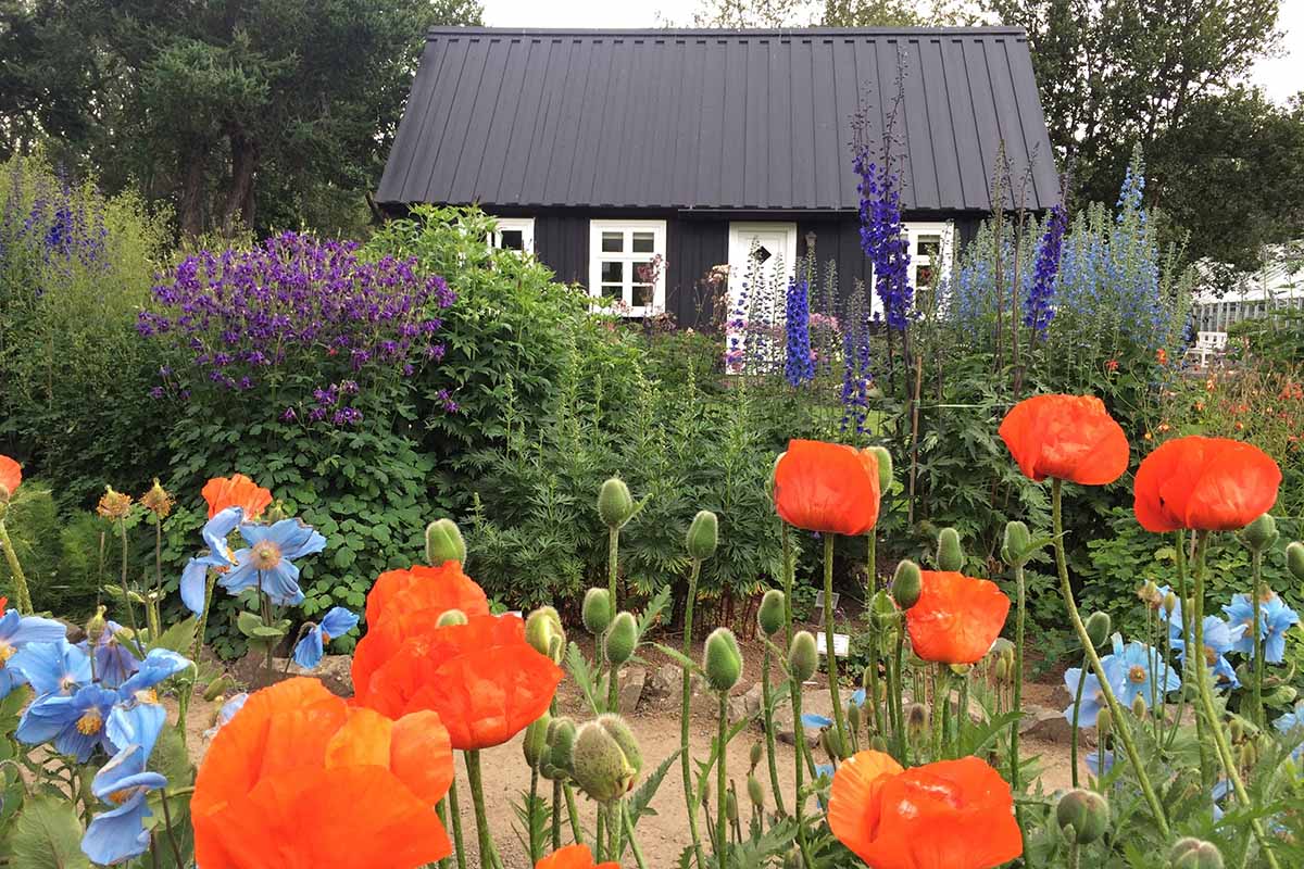 A horizontal image of poppies growing in mixed perennial plantings outside a small residence.