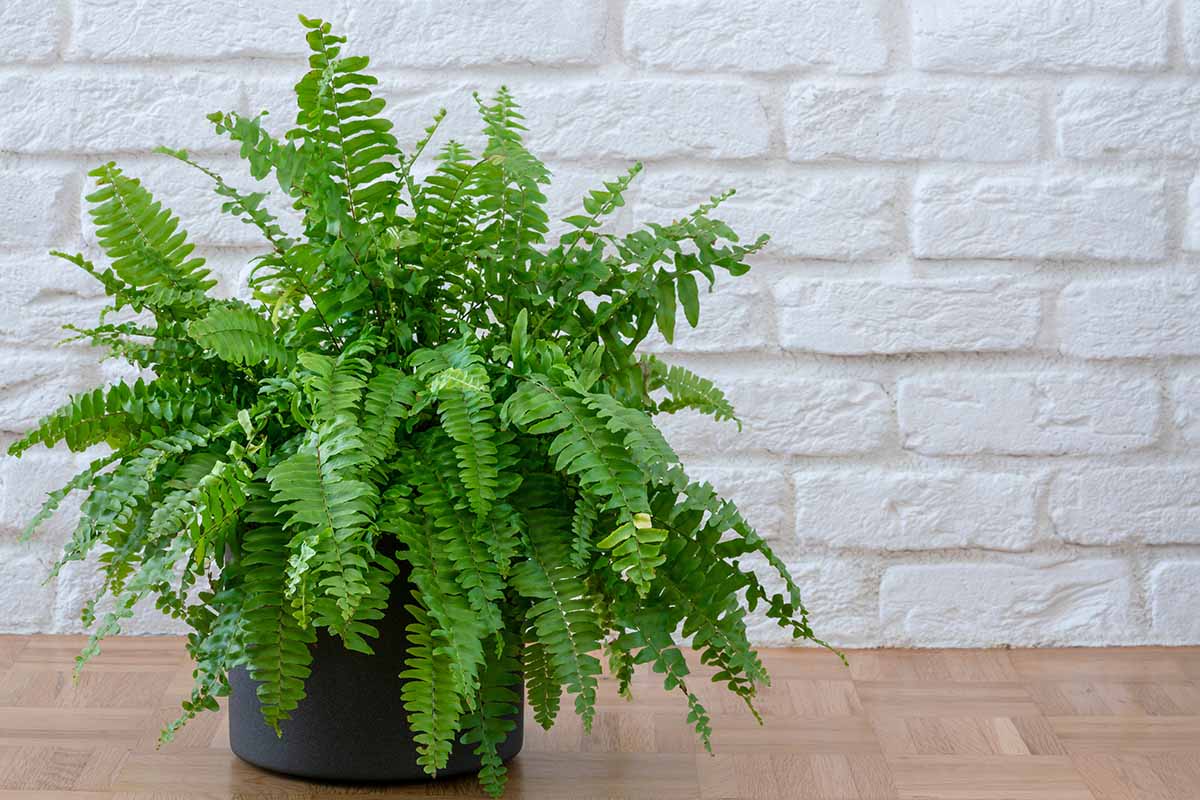 A close up horizontal image of a small potted Boston fern set on a wooden surface with a white brick wall in the background.