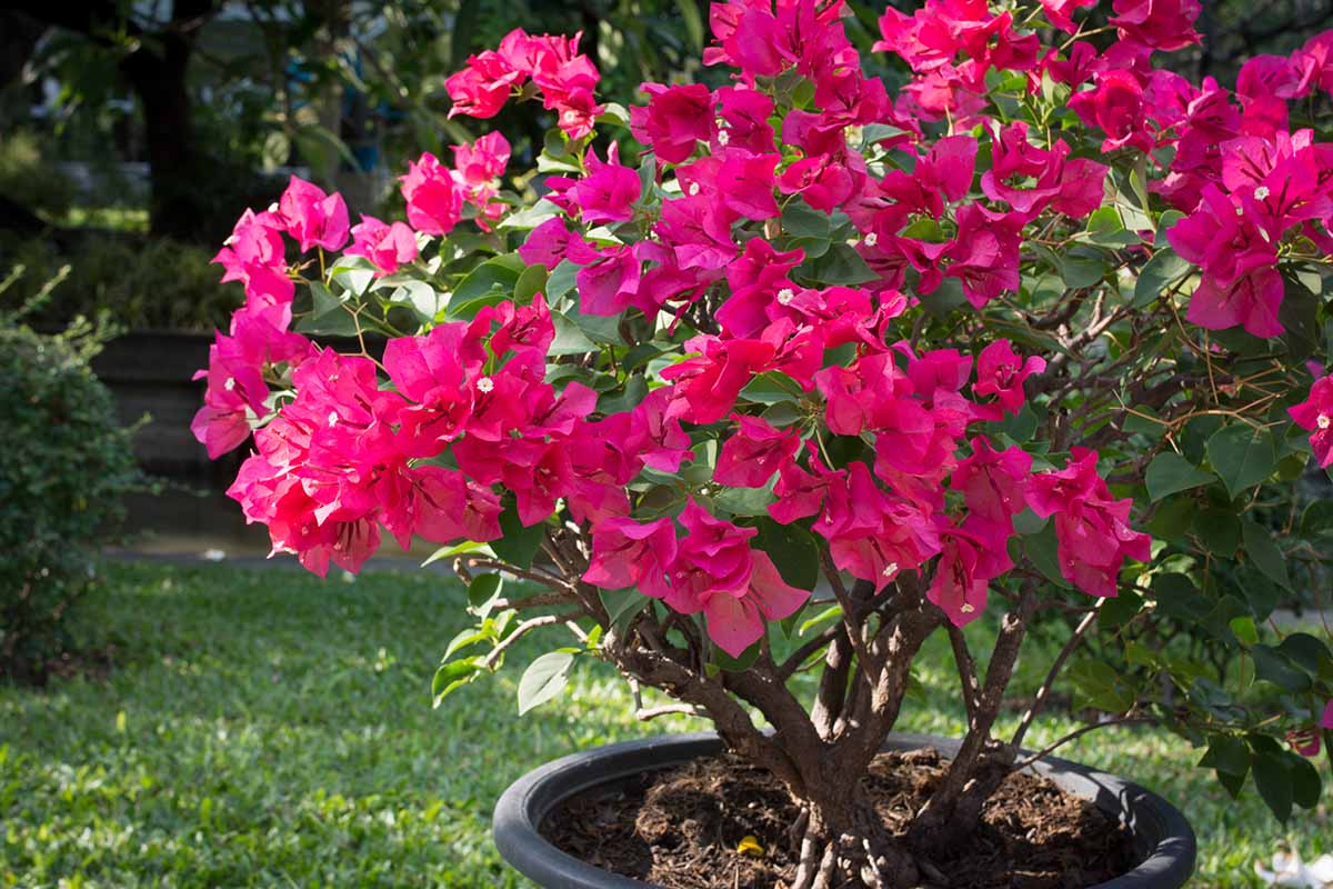 A close up horizontal image of a pink bougainvillea plant growing in a black plastic container outdoors.
