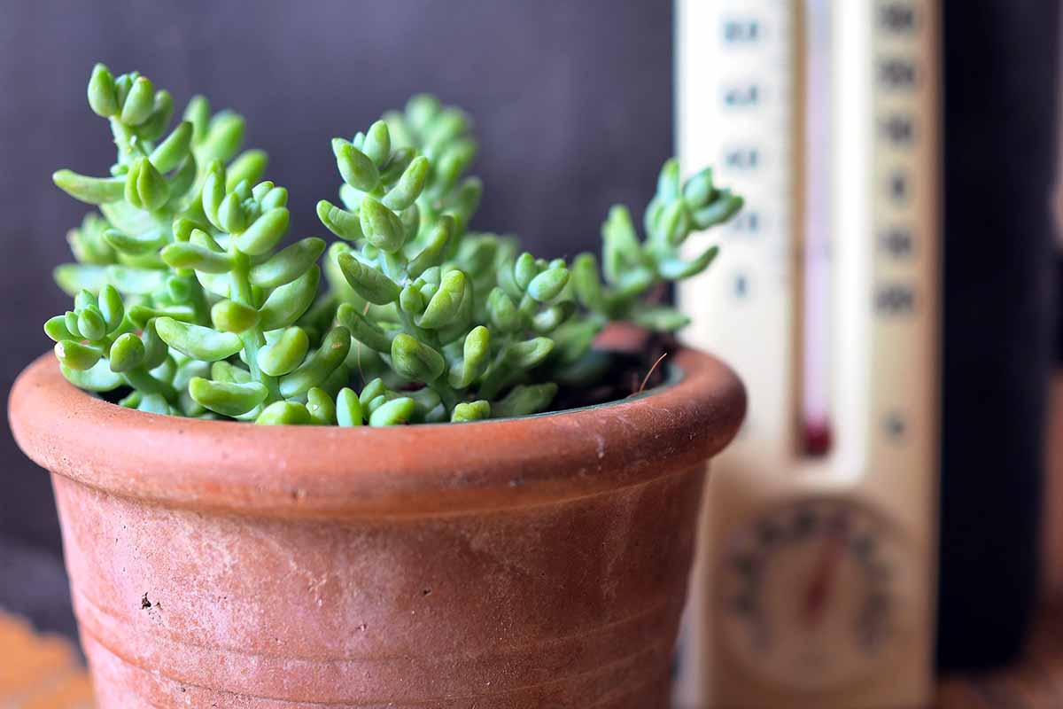 A close up horizontal image of a donkey's tail (Sedum morganianum) growing in a terra cotta pot with a thermometer in soft focus in the background.