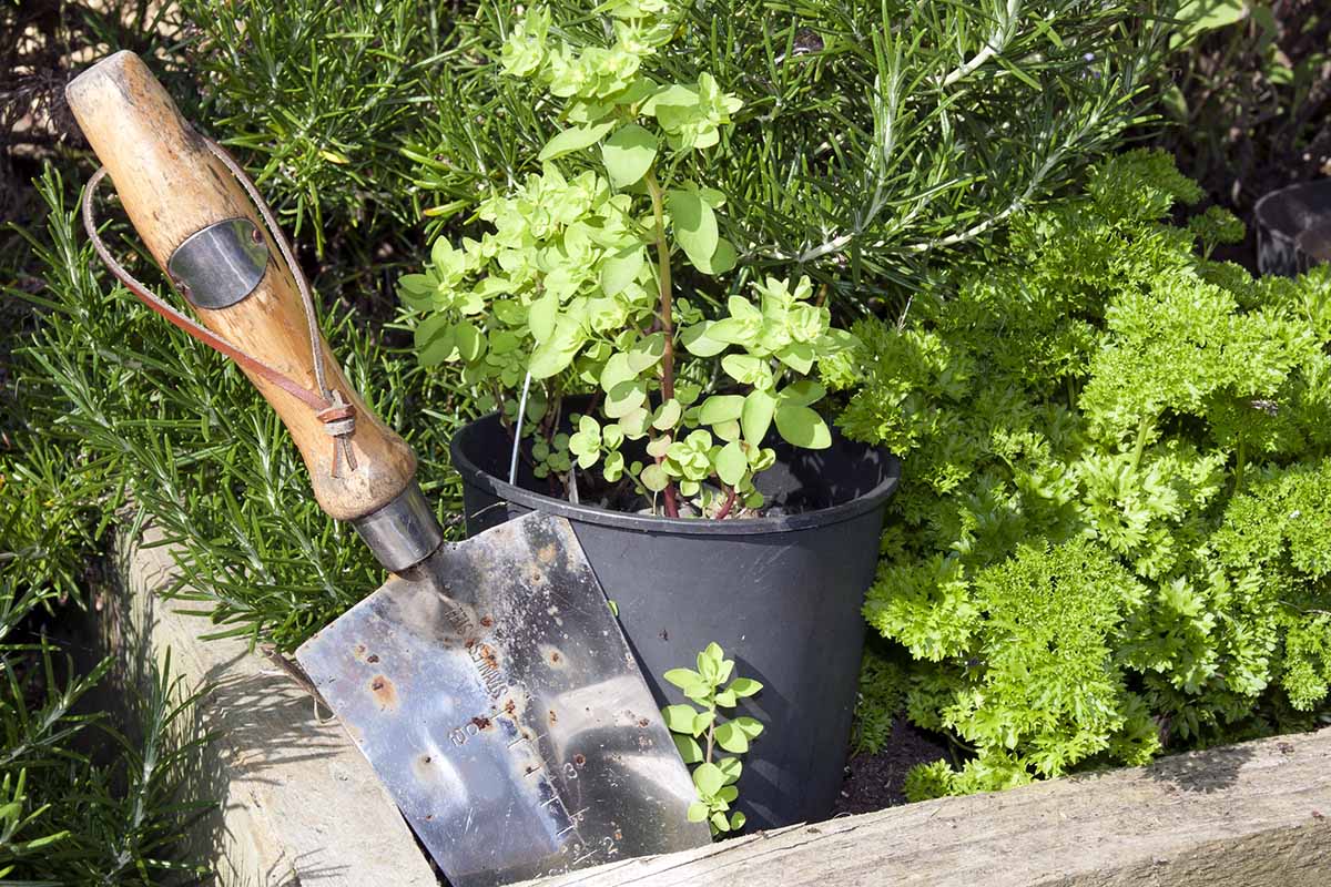 A close up horizontal image of herbs growing in a raised bed and pots with a metal trowel stuck in the ground.