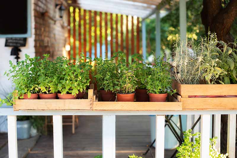 A horizontal image of a variety of potted herbs on a wooden table.