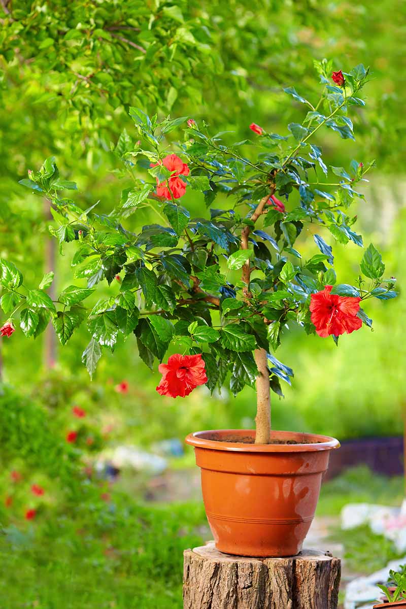 A close up vertical image of a potted hibiscus plant with bright red flowers set outdoors on a tree stump pictured on a soft focus background.