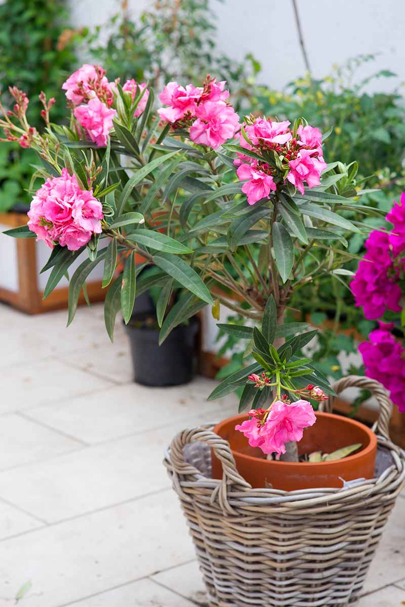 A vertical image of a pink potted oleander shrub in a basket on a patio.