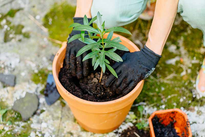 A close up horizontal image of a gardener potting up a small oleander shrub into a terra cotta pot.