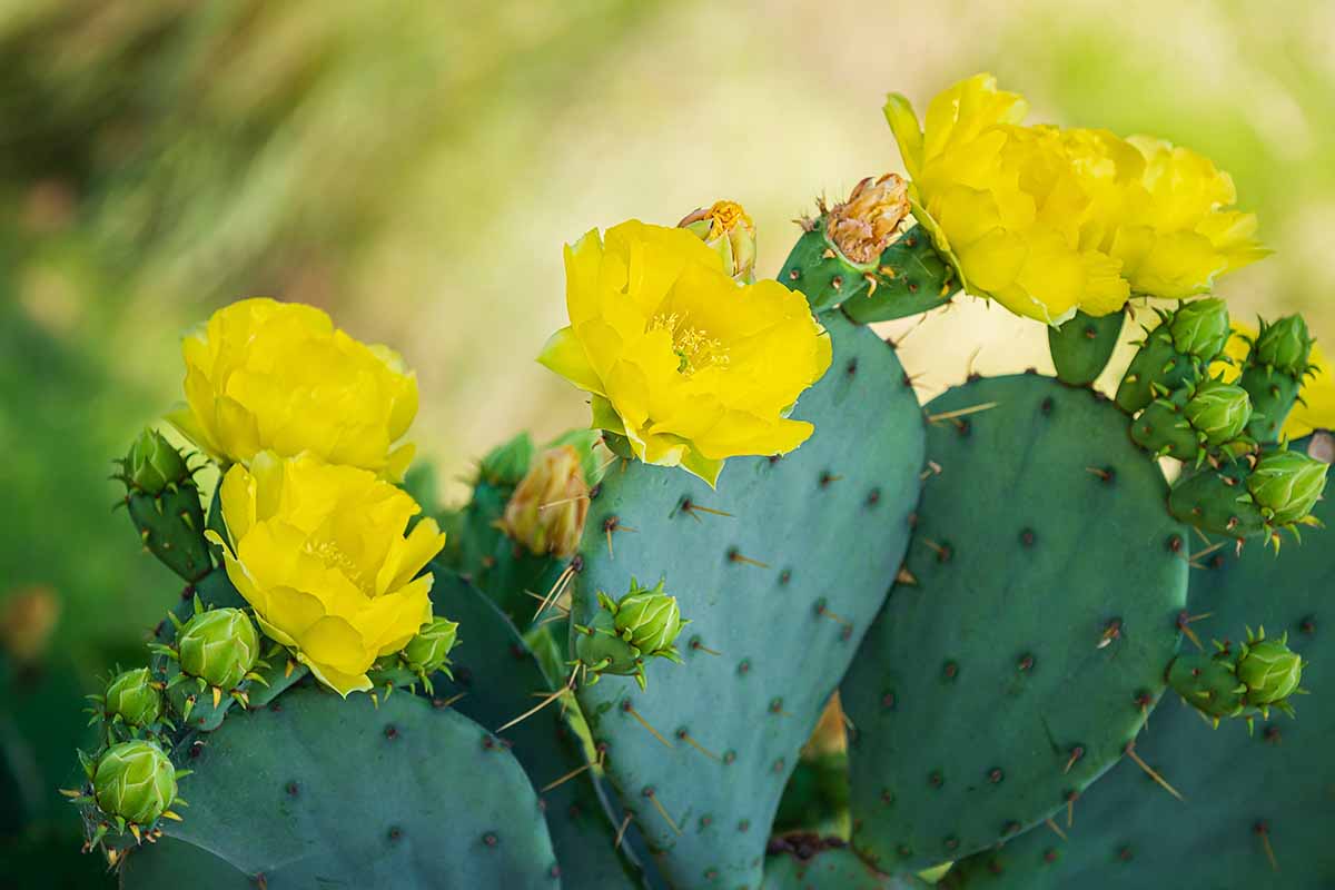 A close up horizontal image of prickly pear cactus with bright yellow flowers pictured on a soft focus background.