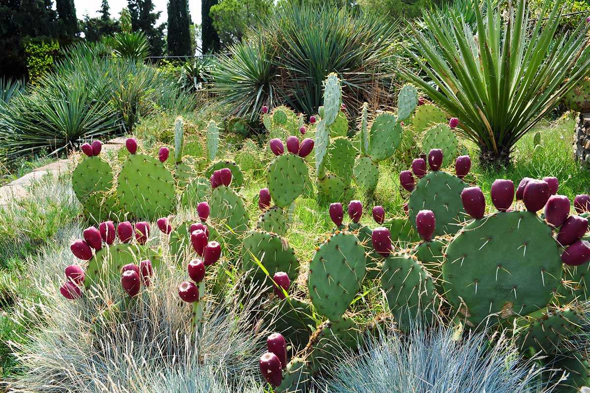 A horizontal image of prickly pear (Opuntia) cacti growing in a xerophytic garden.